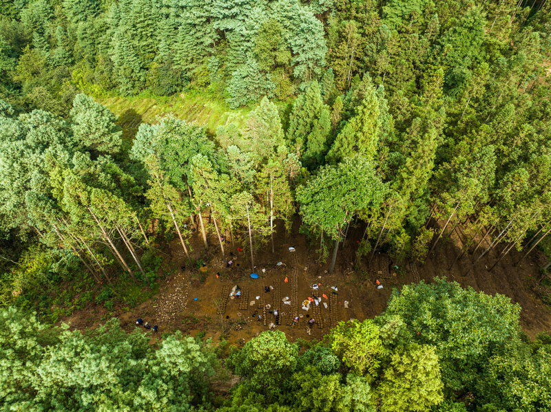 群眾在準備種植天麻的菌材。