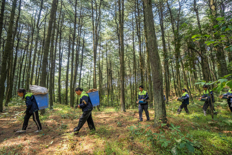 村民正在搬運采收的天麻。