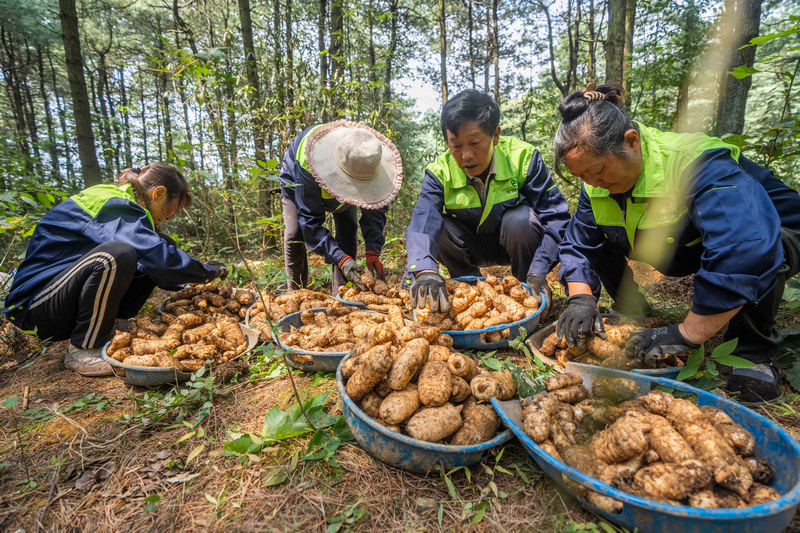 村民正在采收林下天麻。