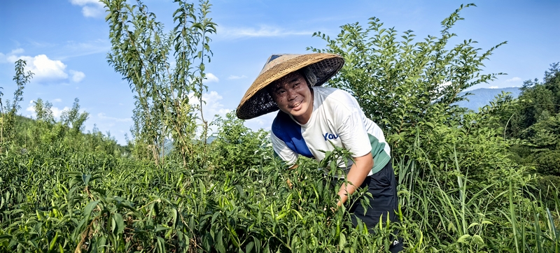 松桃甘龍鎮：辣椒大豐收 椒農笑顏開。