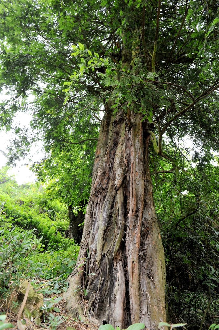 國家一級保護紅豆杉樹。毛道安攝