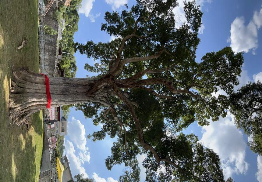 思南縣境內中國最大古楠木，樹齡約1300多年。代忠迪攝 