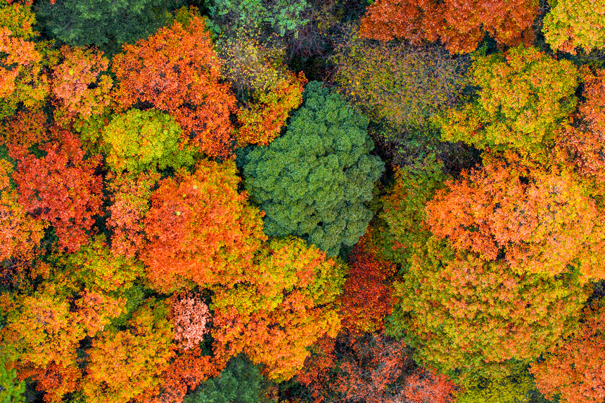 山花浪漫。貴州省林業局供圖