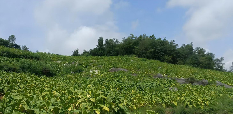 圖為烤煙示范種植基地。