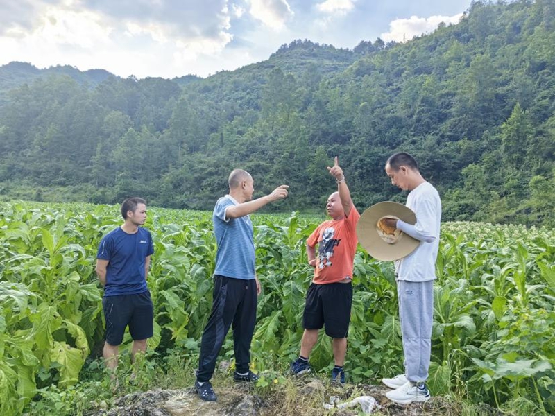 毛隊長查看黑葉猴損壞農作物情況。