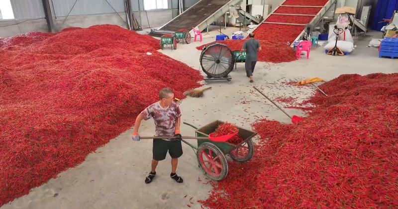 天柱縣云上儂家科技有限公司辣椒加工車間。