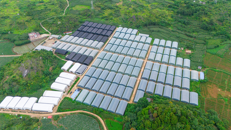 菊花種植基地。