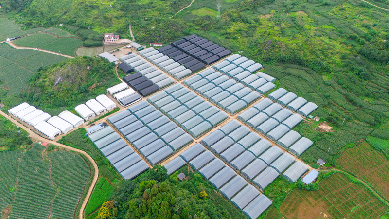 菊花種植基地。