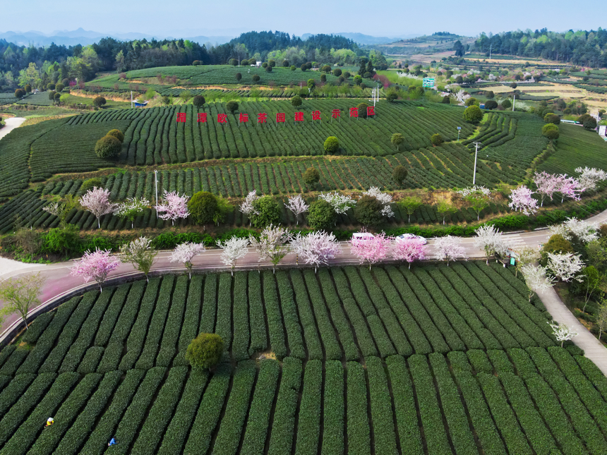 湄潭縣生態茶干凈茶。 黃俊攝