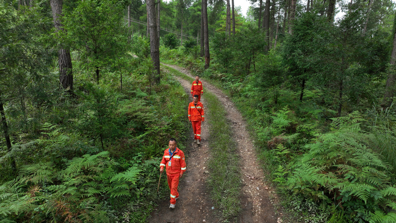 護林員們正走在林間小路上。