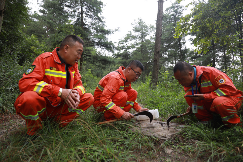 王濤（中）和同事們日常進行松褐天牛監測工作。