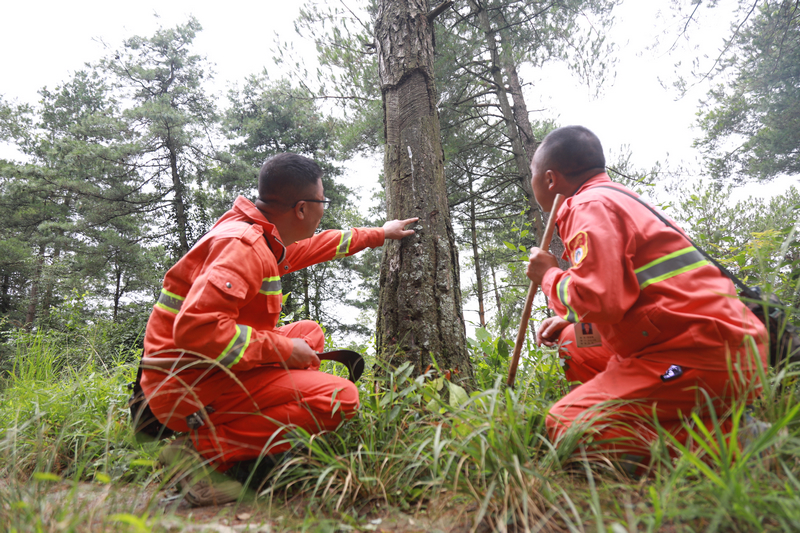 護林員正在檢查樹木病蟲害防治情況。