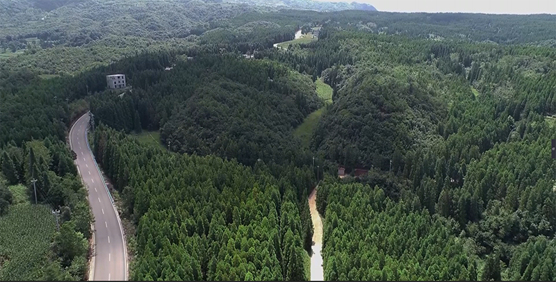 李興巧守護的林區。楊竣淇攝