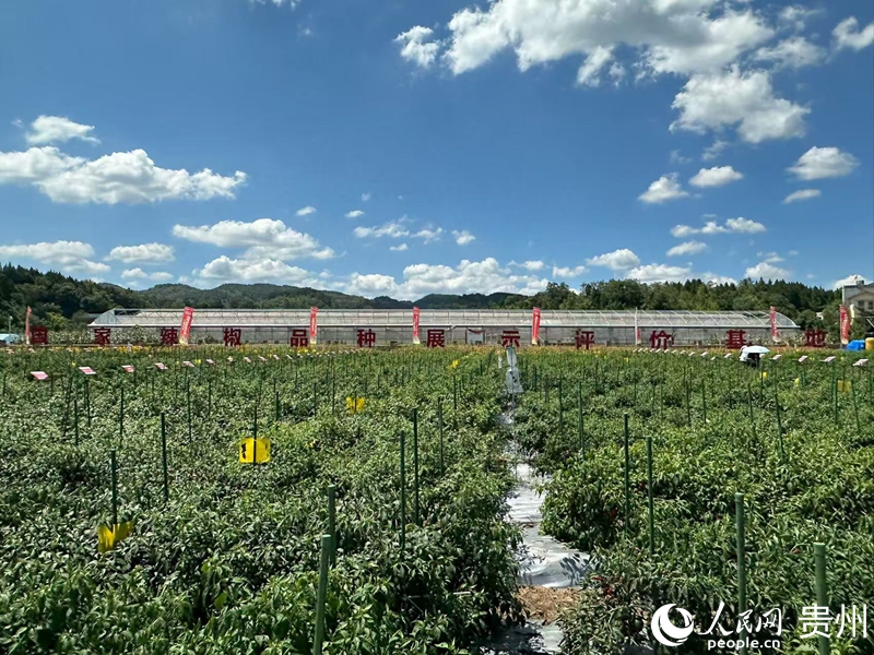 辣椒種植基地。人民網 陽茜攝