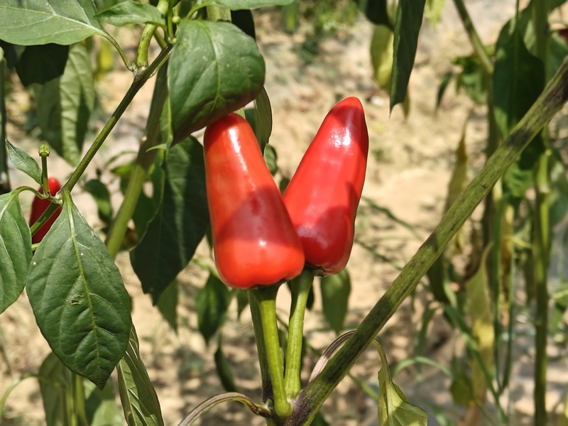 長勢喜人的辣椒.jpg