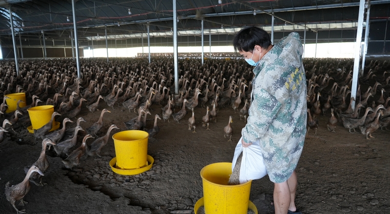 養殖員正在大棚內巡查鴨群生長情況。