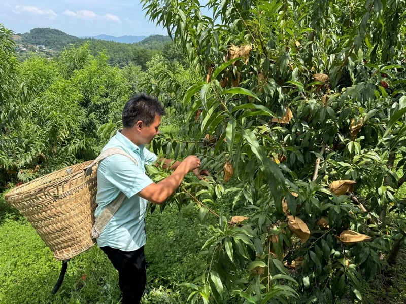 開陽縣新場村富硒黃桃基地.jpg