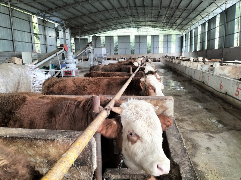 新場村肉牛養殖基地.jpg