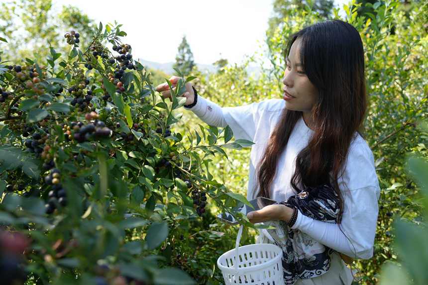 顆粒飽滿的藍莓。