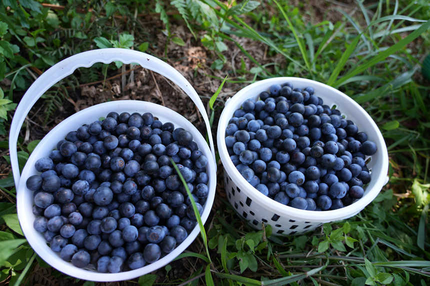 顆粒飽滿的藍莓。