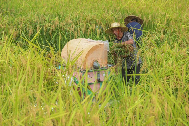 制種早稻豐收忙。