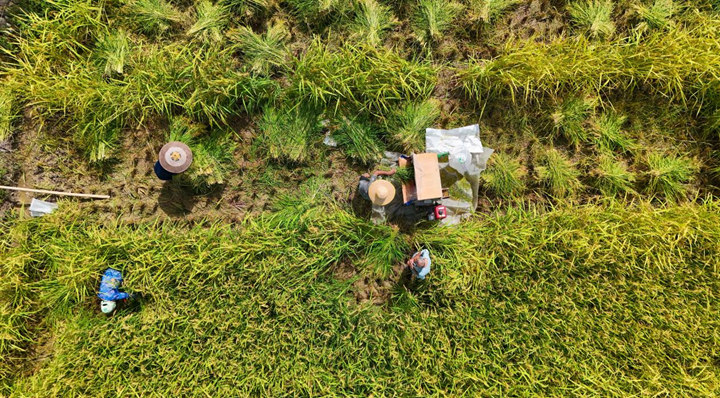 制種早稻豐收忙。