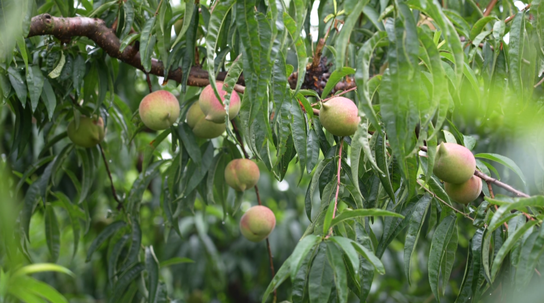 桃果飄香 “甜蜜產業”鋪就致富路。