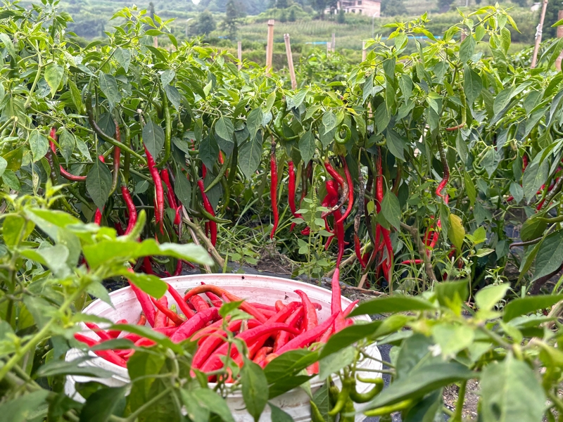辣椒掛滿枝頭.jpg