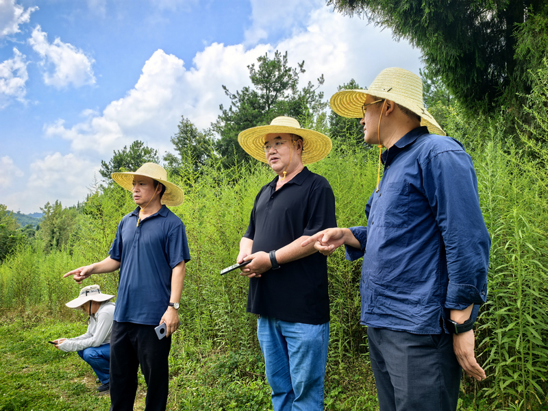 工作中的草帽電力人。