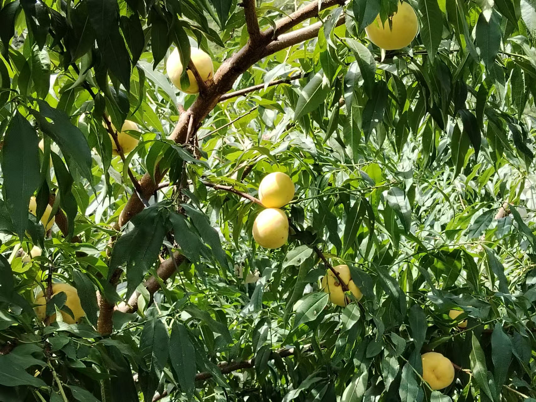 圖為黃桃種植基地。