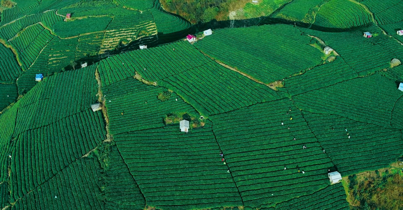 云霧鎮茶山如畫。