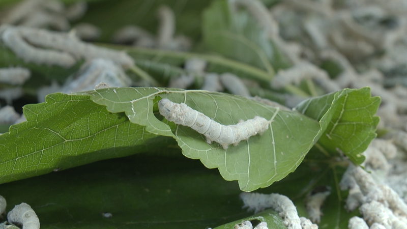 2 圖為清晨時分，剛從田間采摘的新鮮桑葉，成為喚醒蠶寶寶的信號。