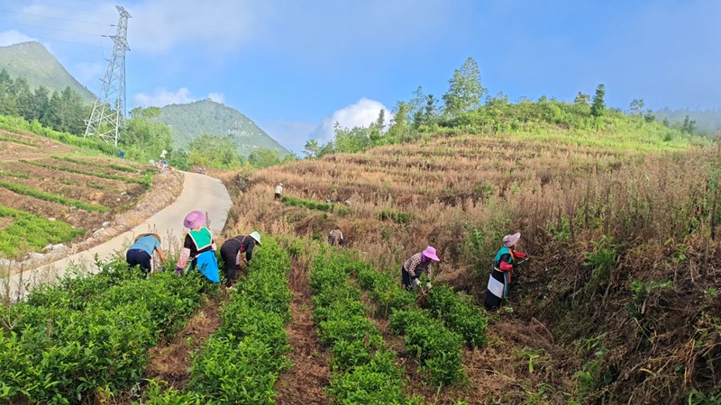 2 圖為革利鄉以工代賑項目穩步推進2