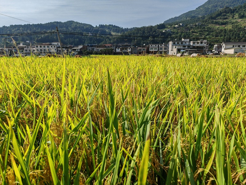 百畝稻田金黃一片，豐收畫卷徐徐展開。羅金 攝