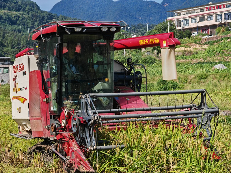 收割機入田，開啟高效收割模式。羅金 攝