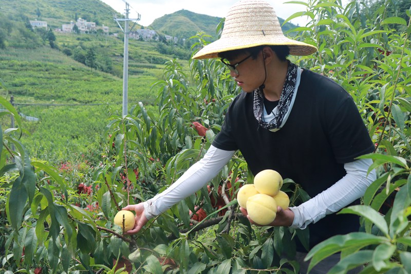 農戶正在采摘。馬諾楠攝
