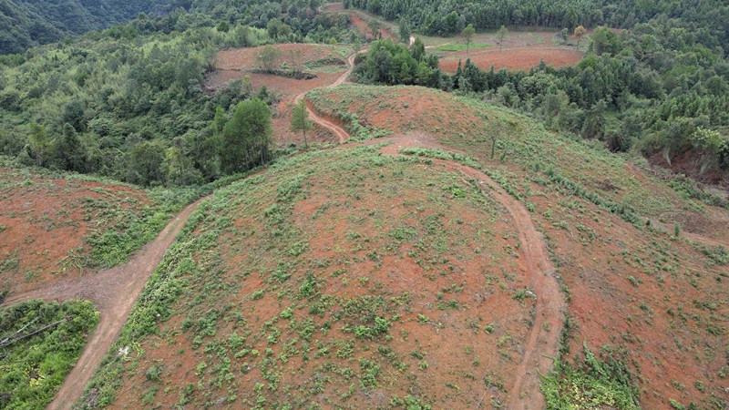 黃亮種植的油茶產業 。