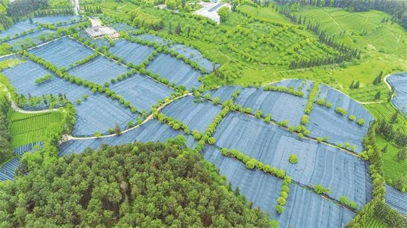 茶韻悠長 貴州銅仁奏響產業高質量發展強音。