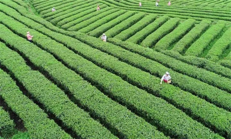 茶韻悠長 貴州銅仁奏響產業高質量發展強音。