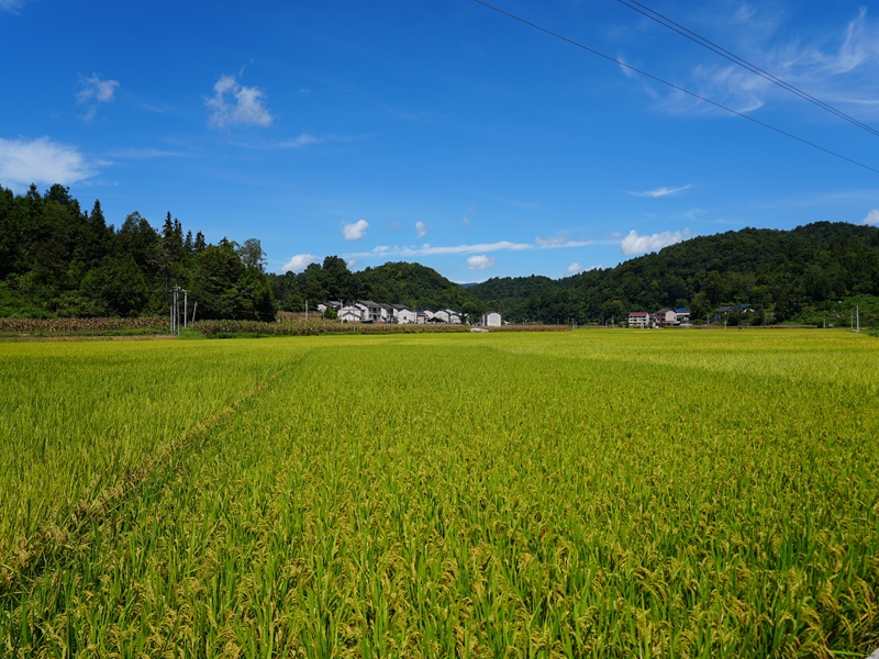 江古洞尾的稻田內稻穗隨風搖曳。