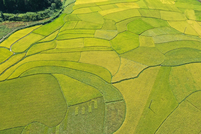 江古洞尾水稻漸次變黃。