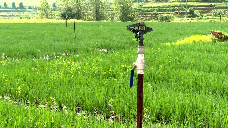 焦家村積極推廣運用節水灌溉技術，噴滴灌管網已全覆蓋蔬菜種植基地，破解了蔬菜種植“靠天吃飯”的難題。.jpg