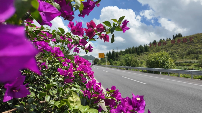 G60滬昆高速清鎮線沿途中分綠化帶的三角梅、紫薇花和黃花槐競相綻放。.jpg
