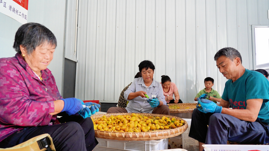 圖為為當地農戶提供了穩定的就業崗位與收入來源。圖片由甕安融媒提供.