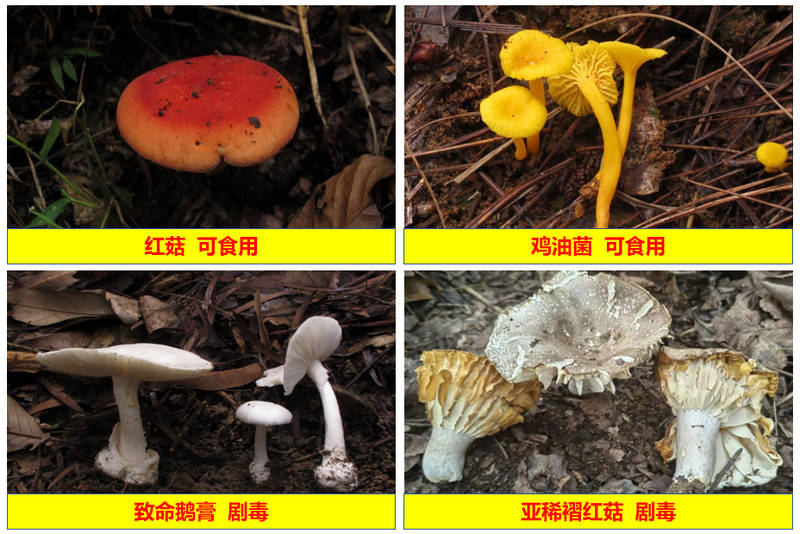 根據顏色與形狀不能簡單區別蘑菇是否有毒。