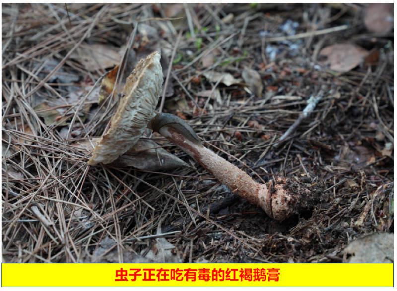 蟲子正在吃有毒的紅褐鵝膏。