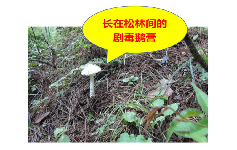 長在松林間的劇毒鵝膏。