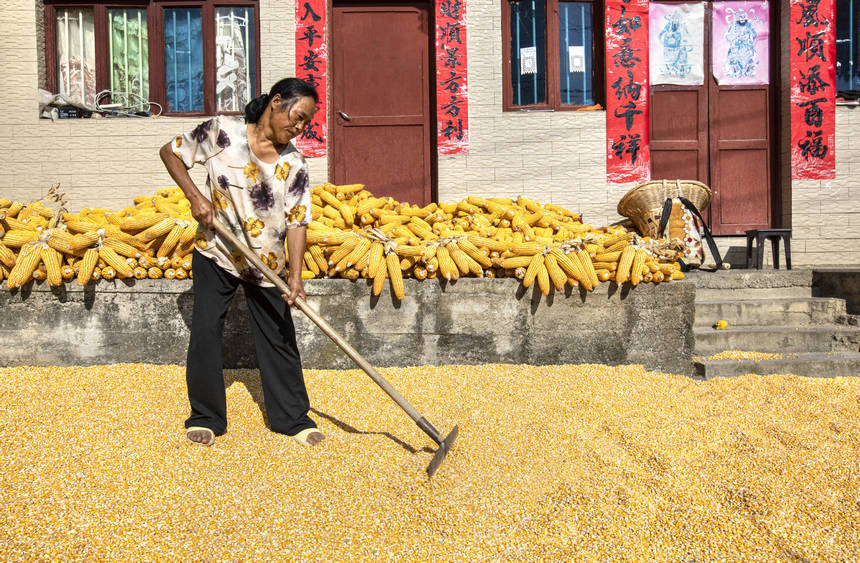 2025年9月1日，貴州省黔西市洪水鎮官莊村，農民在晾曬收獲的玉米。