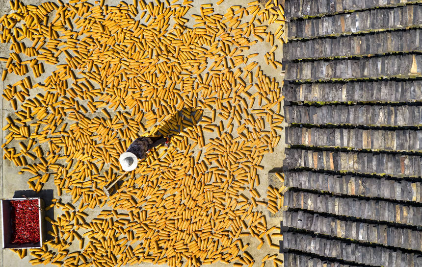 2025年9月1日，貴州省黔西市洪水鎮解放村，農民在晾曬收獲的玉米（無人機照片）。