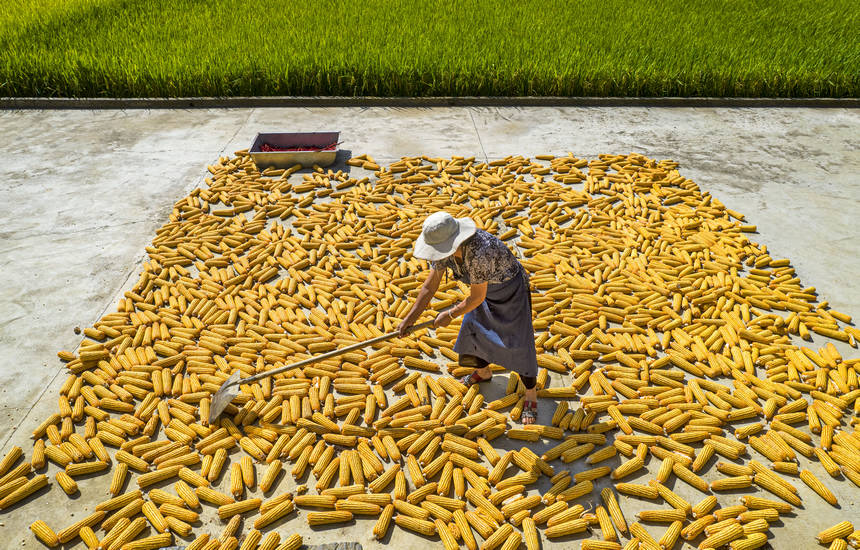 2025年9月1日，貴州省黔西市洪水鎮解放村，農民在晾曬收獲的玉米（無人機照片）